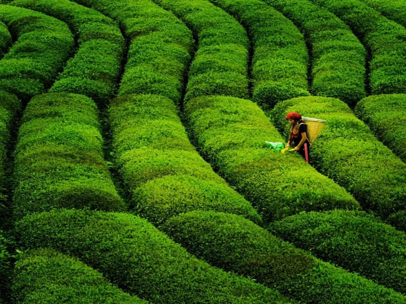 جولة شلال أغاران وريزا - صورة 3